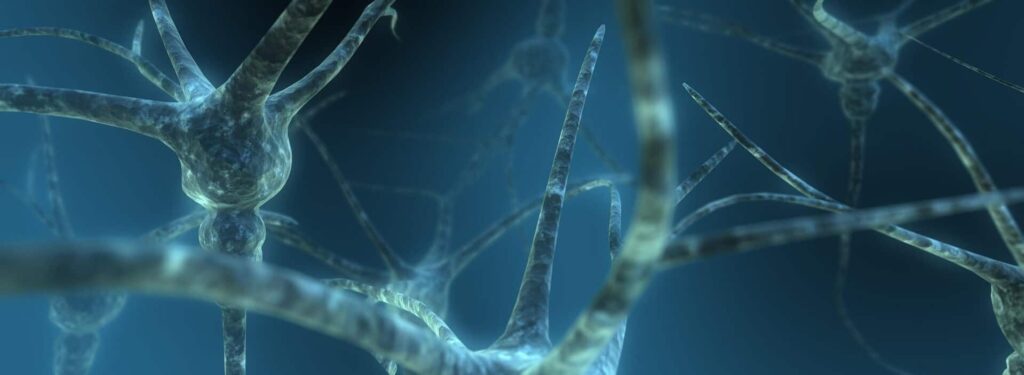 Sistema nervioso: Más que solo neuronas