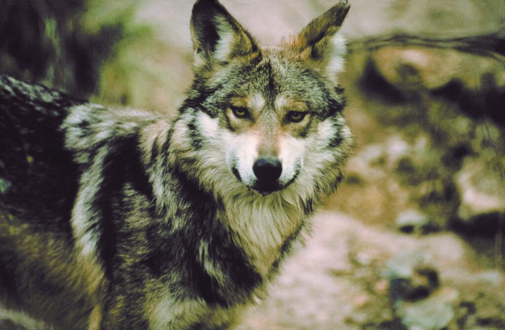 De lobos a perros, la historia de la domesticación