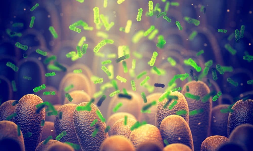 Microbiota humana: nuestra otra mitad