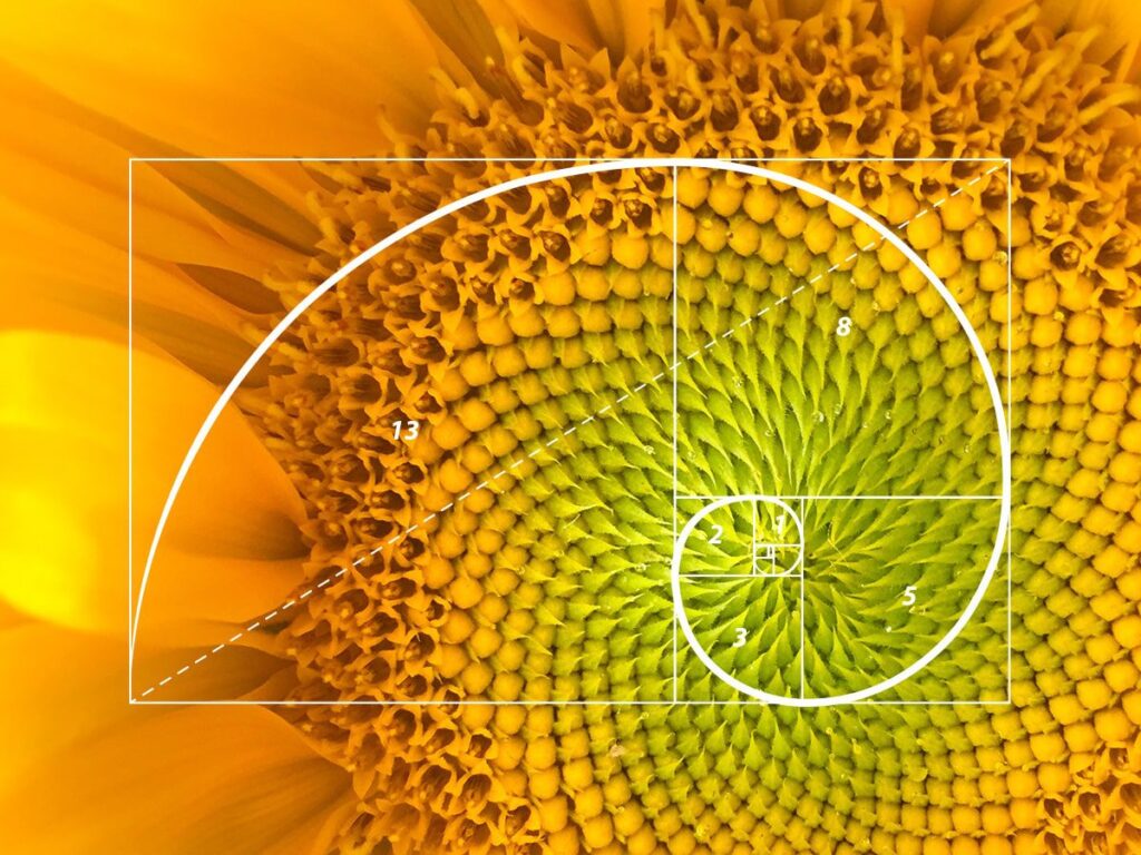 fibonacci banner