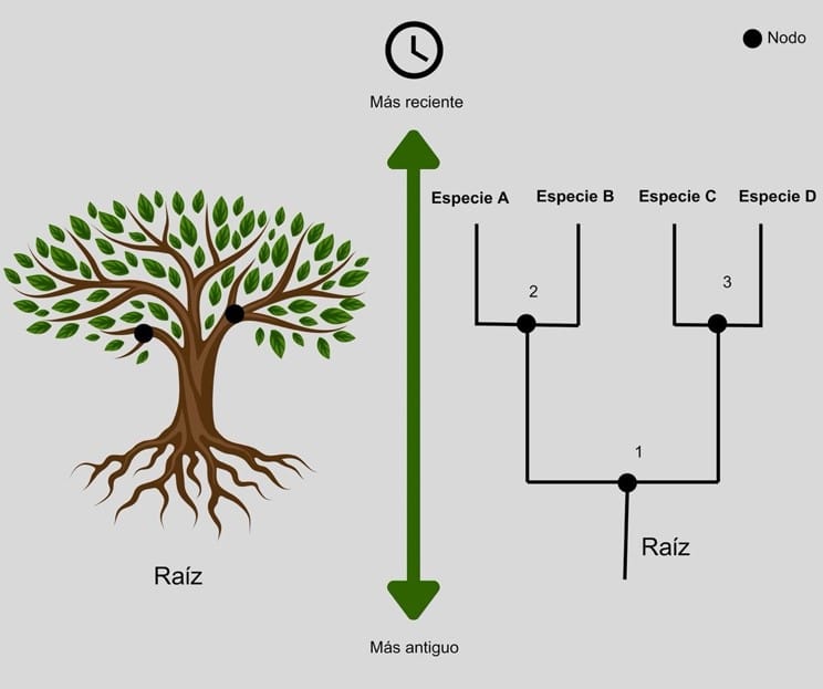 Fig 1. Construyendo árboles, cosechando filogenias