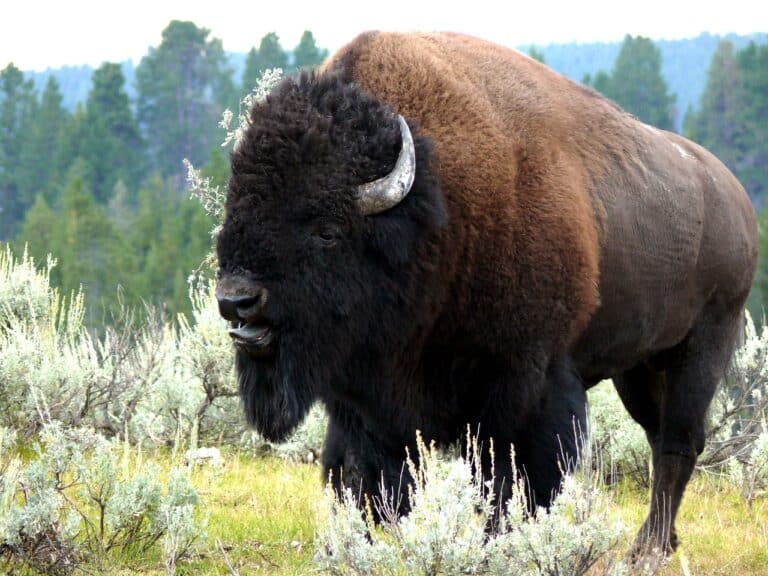Banner del artículo: Susana Distancia… De los Bisontes