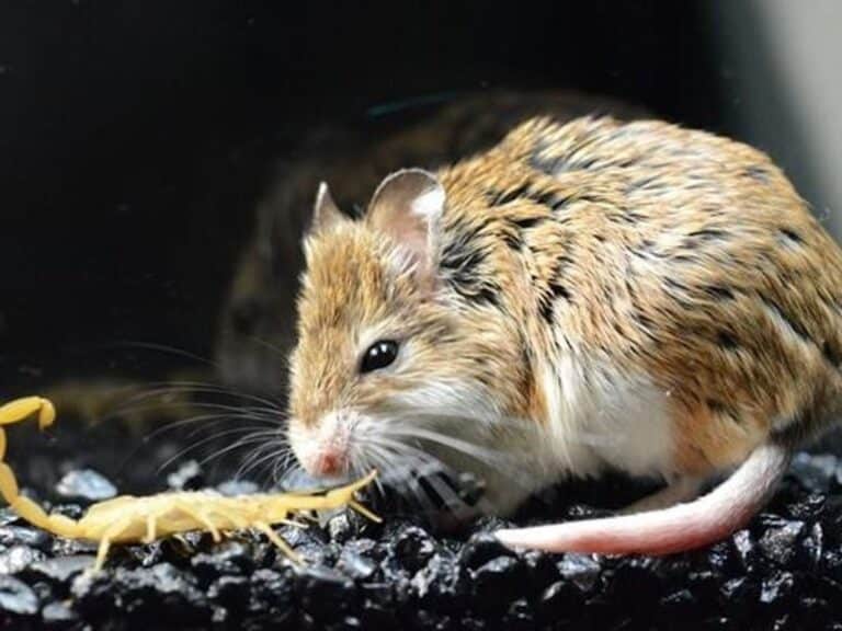 Banner del artículo: Ratones carnívoros