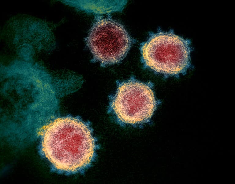 Banner del artículo: Virus: los parásitos perfectos