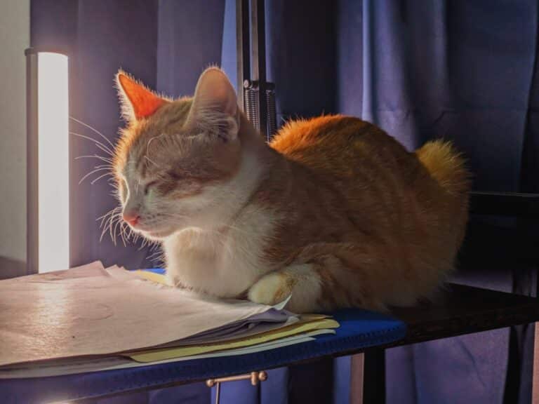 Banner del artículo: La fluidez del gato común