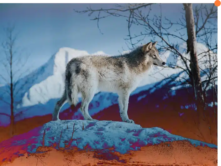 Banner del artículo: Lobo con piel de oveja y genes de fraude: el caso de Aenocyon dirus