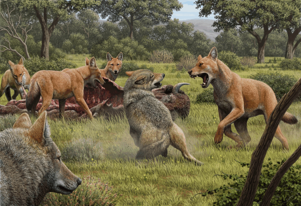 Fig 2. Lobo con piel de oveja y genes de fraude: el caso de Aenocyon dirus